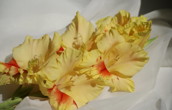 Несколько желтых гладиолусов