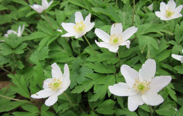 Красивое растение резуха на поляне