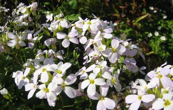 Красивое растение резуха на солнце