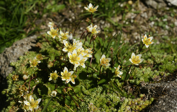 Цветы резуха в лесу