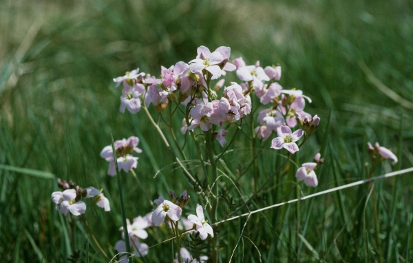 Цветы резуха в саду