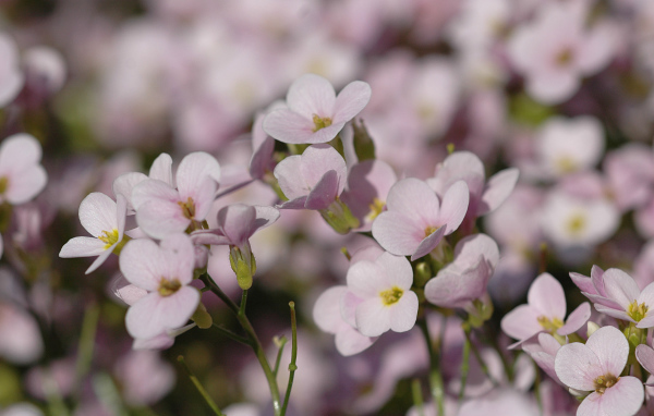 Цветы резуха на поляне