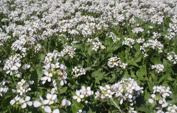 Резуха на поляне