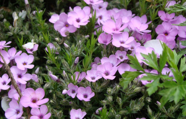 Растение резуха в саду