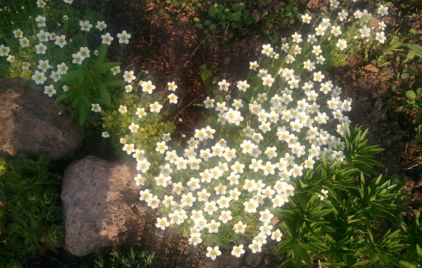 Растение резуха на поляне