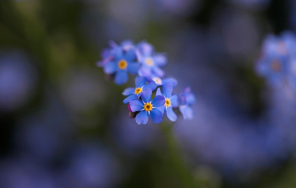 Маленькие красивые  цветы незабудки