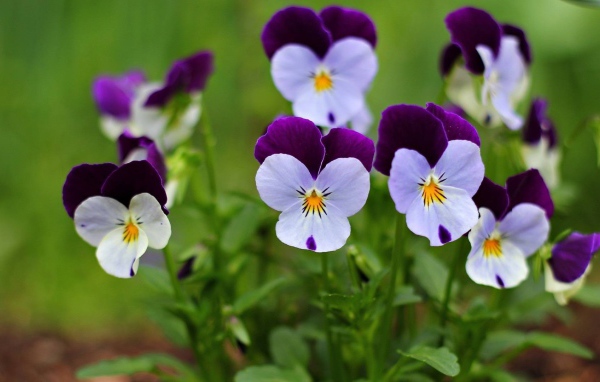 Маленькие красивые  цветы анютины глазки