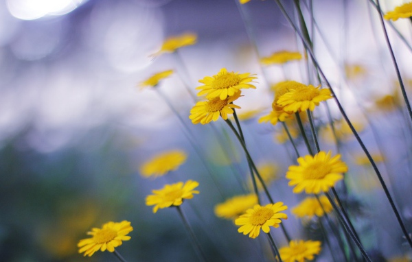 Mаленькие головки цветов