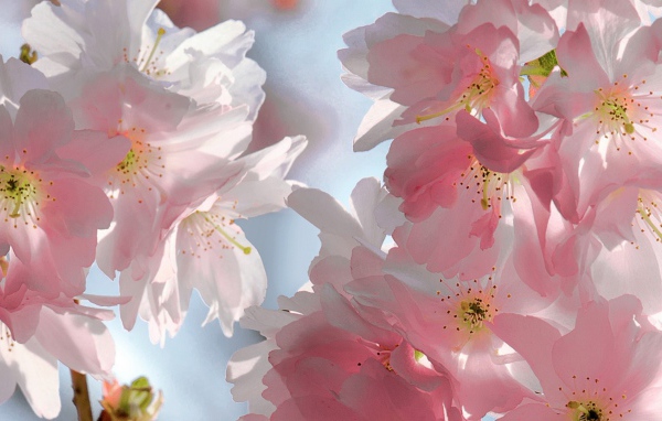 Розовый мягкий букет