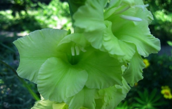 Сорт зеленых гладиолусов