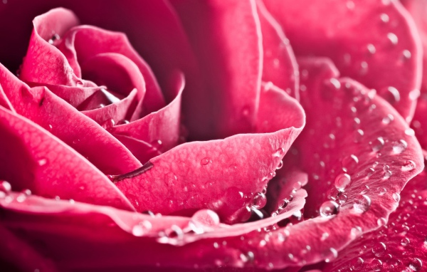 Особая роза