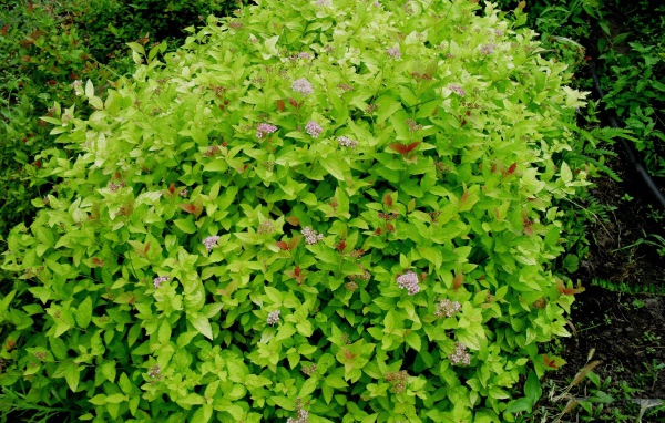 Красивое растение спирея на клумбе в саду