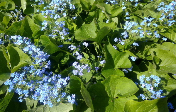 Весенние красивые  цветы незабудки