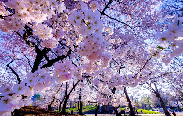 Весенние вишневые цветы