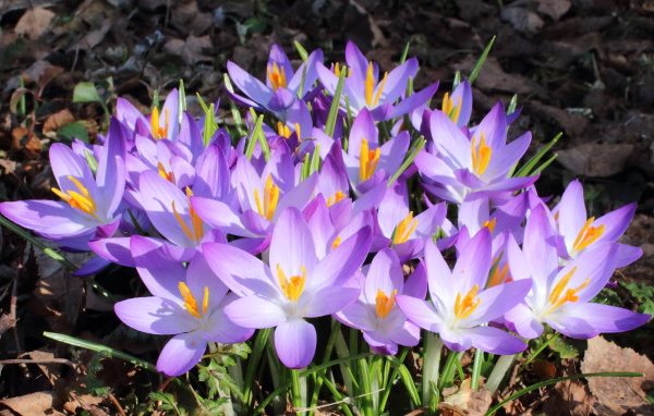 Весенние крокусы на поляне