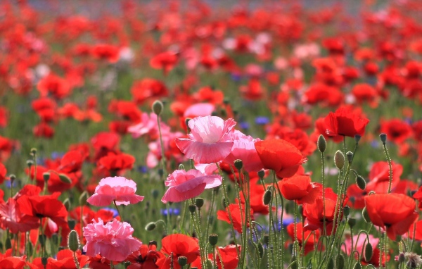 Весеннее поле цветов мака