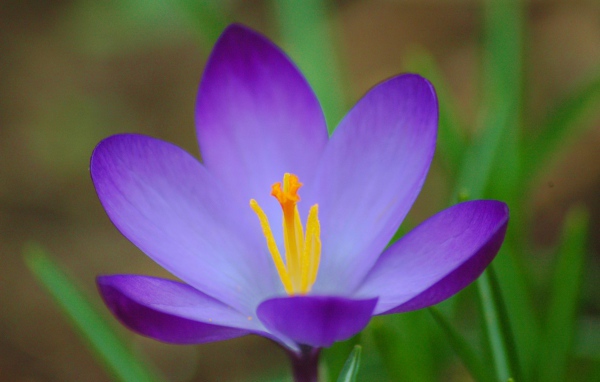 Весенний цветок Крокус