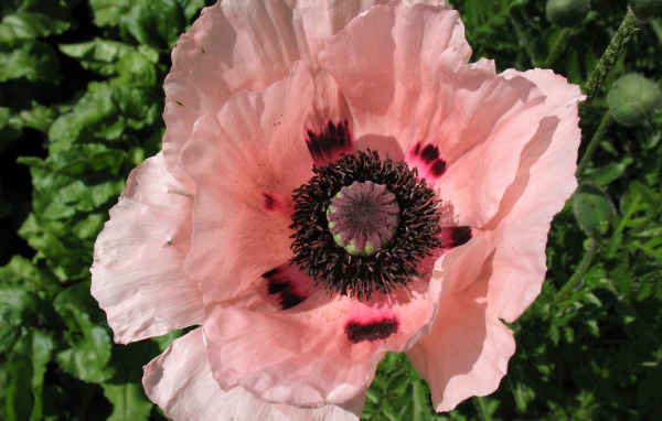 Весенний цветок мак