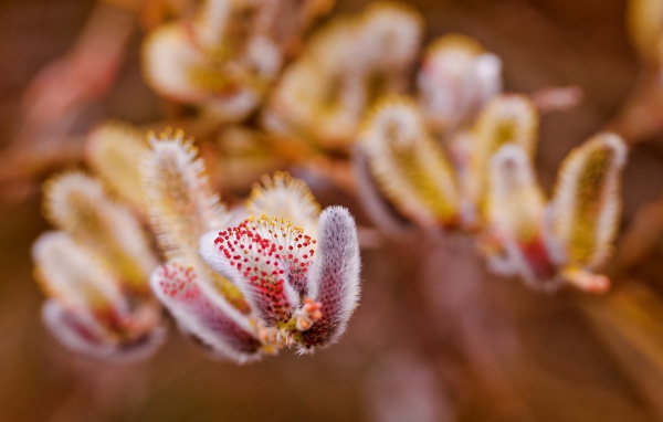 Весенние цветы