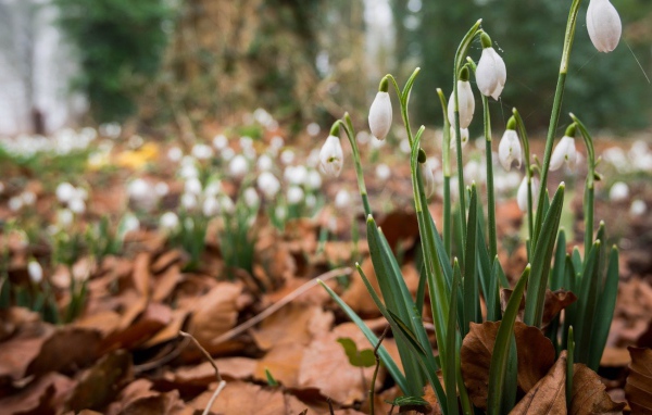 Весенние цветы