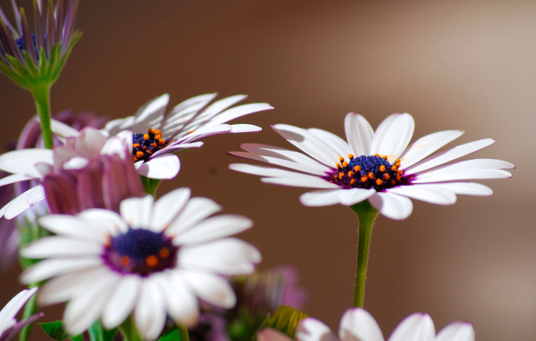 Весенние цветы маргаритки на поляне