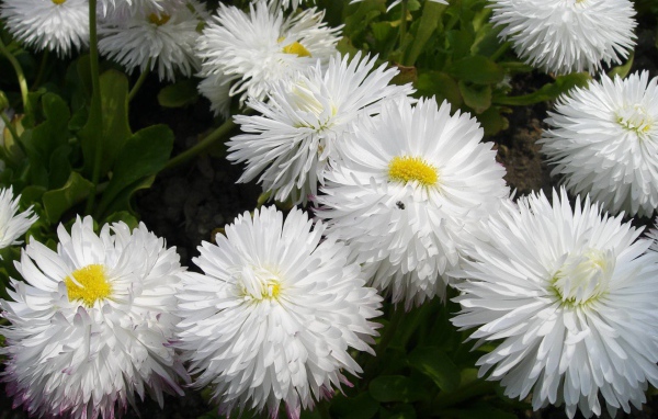 Весенние цветы маргаритки на лужайке