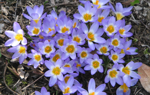 Весенние цветы шафран на поляне