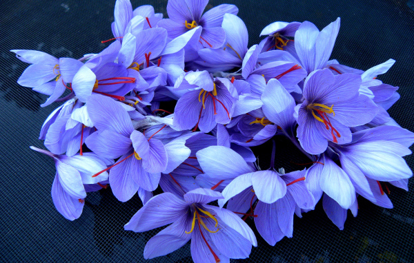 Весенние цветы шафран 