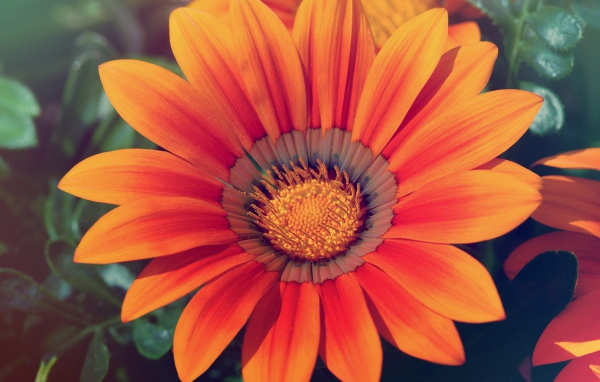 Весенняя любовь