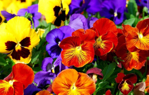 Весенние анютины глазки расцвели на поляне