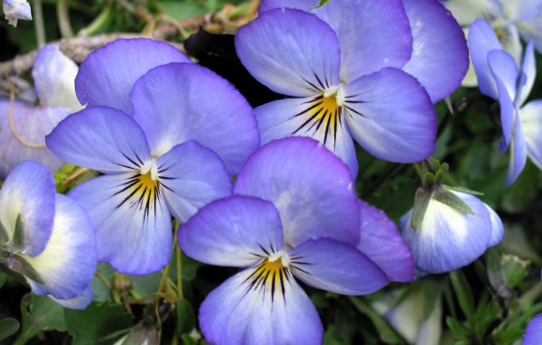 Весенние анютины глазки в саду