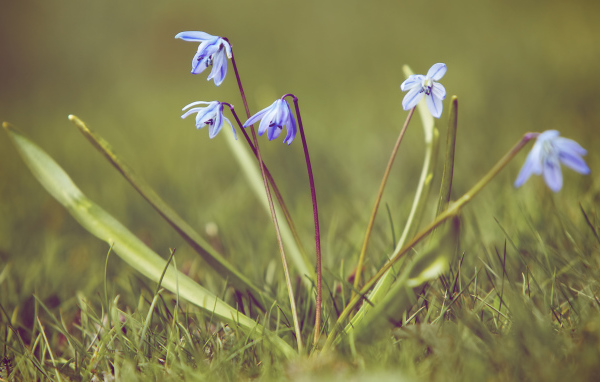 Весенние подснежники на поляне