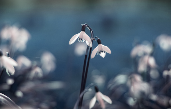 Весенние подснежники в лесу