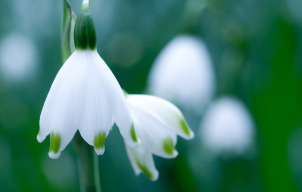Весенние подснежники в саду