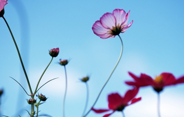 Необычная ромашка