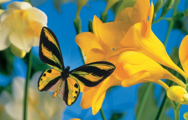 Летний визитер 