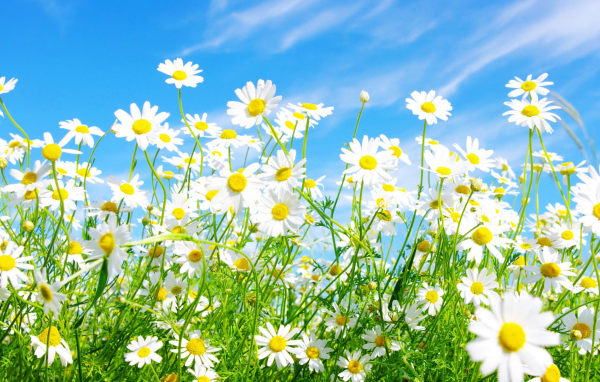 Солнечные цветы маргаритки на поляне