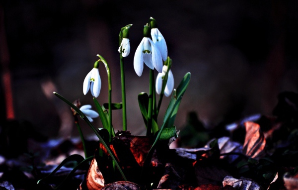 Первые цветы подснежники