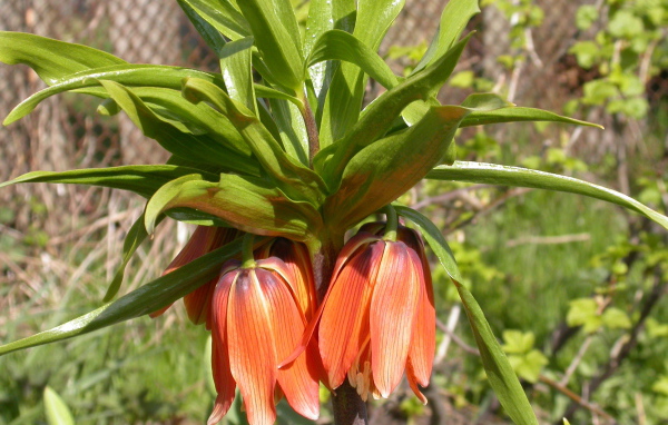 В саду красивый цветок рябчик императорский