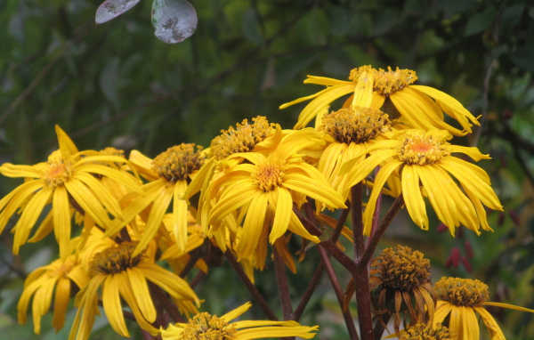 В саду красивое растение бузульник