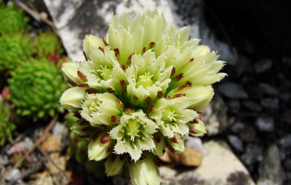 В саду красивое растение молодило 