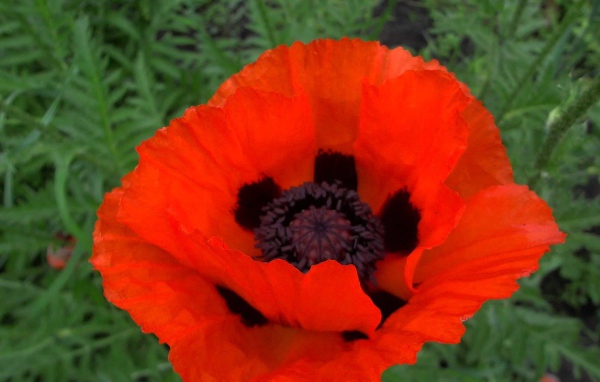 В саду красивый цветок мак