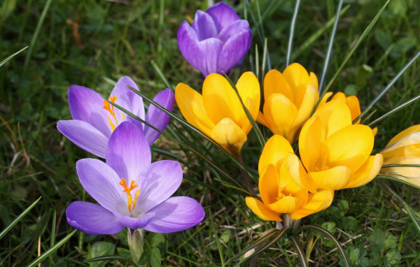 В парке цветы крокусы