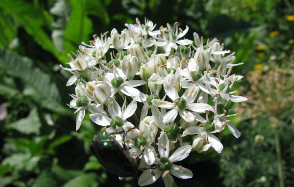 В парке красивые цветы нектароскордум 