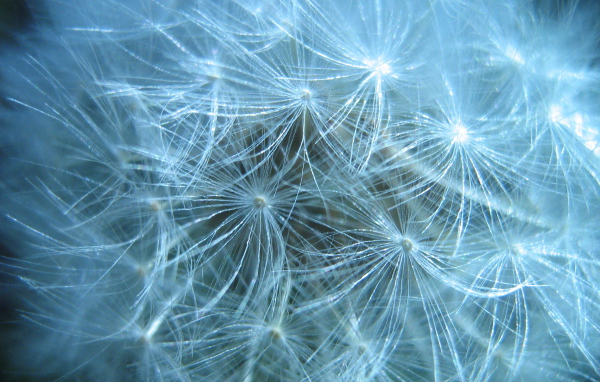 В парке красивый козлобородник (большой одуванчик) 