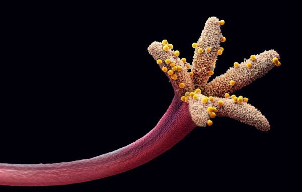 Пестик цветка с пыльцой