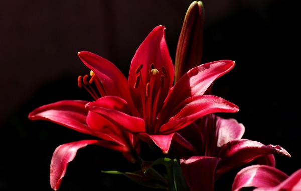 Красный цветок на черном фоне