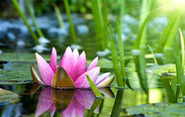 The reflection of the water Lily