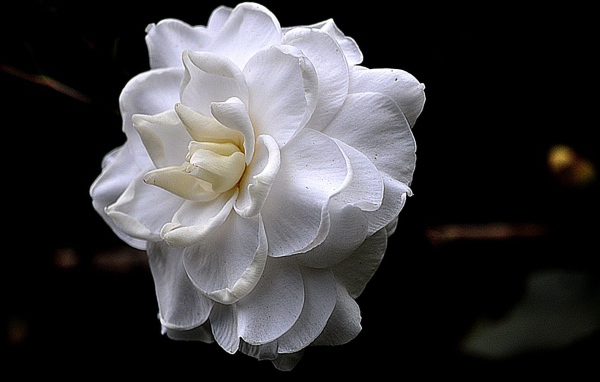 Белый цветок на черном фоне