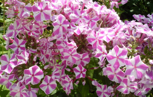 В лесу прекрасные цветы флокс